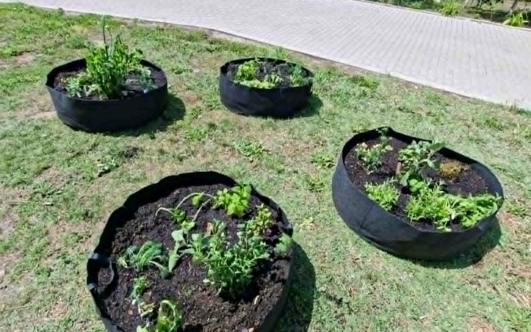 A természet gyógyító ereje: „Fűben, fában orvosság”